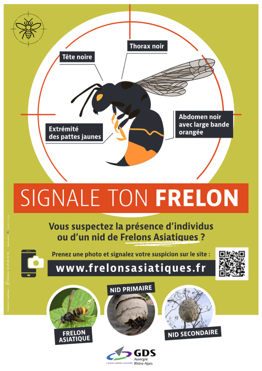 Signale le frelon asiatique Signale le frelon asiatique